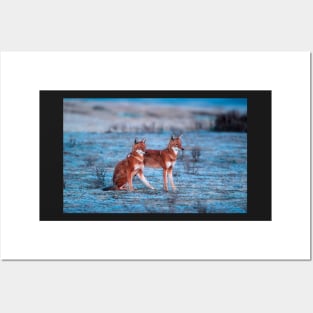 Red fox-amazing picture Posters and Art